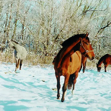 Hotel Seehotel Am Neuklostersee 4*