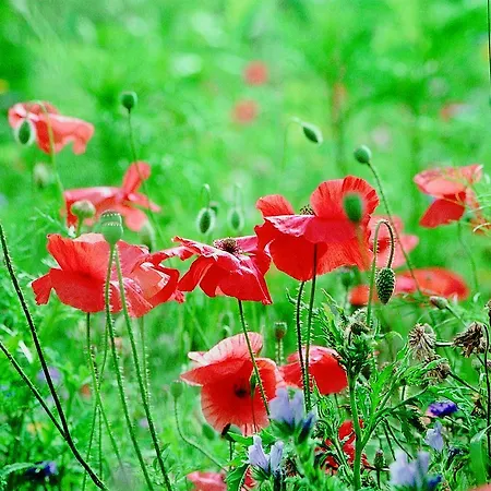 Hotel Seehotel Am Neuklostersee Neukloster